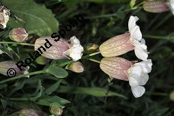 Klippen-Leimkraut, Silene uniflora, Silene uniflora, Klippen-Leimkraut, Caryophyllaceae, mit Antherenbrand Kauf von 07241_silene_uniflora_dsc_0695.jpg