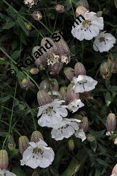 Klippen-Leimkraut, Silene uniflora, Silene uniflora, Klippen-Leimkraut, Caryophyllaceae, mit Antherenbrand Kauf von 07241_silene_uniflora_dsc_0696.jpg