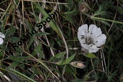 Klippen-Leimkraut, Silene uniflora, Silene uniflora, Klippen-Leimkraut, Caryophyllaceae, mit Antherenbrand Kauf von 07241_silene_uniflora_dsc_0697.jpg