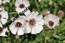 Klippen-Leimkraut, Silene uniflora, Silene uniflora, Klippen-Leimkraut, Caryophyllaceae, mit Antherenbrand Kauf von 07241_silene_uniflora_dsc_0893.jpg