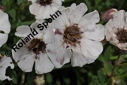 Klippen-Leimkraut, Silene uniflora, Silene uniflora, Klippen-Leimkraut, Caryophyllaceae, mit Antherenbrand Kauf von 07241_silene_uniflora_dsc_0894.jpg