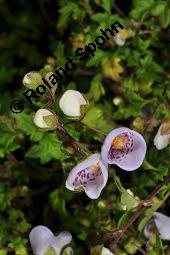 Jovellana repens, Jovellana repens, Scrophulariaceae, Blhend Kauf von 07243_jovellana_repens_dsc_0827.jpg