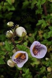 Jovellana repens, Jovellana repens, Scrophulariaceae, Blhend Kauf von 07243_jovellana_repens_dsc_0828.jpg