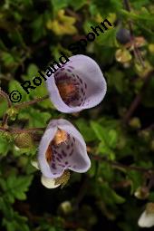 Jovellana repens, Jovellana repens, Scrophulariaceae, Blhend Kauf von 07243_jovellana_repens_dsc_0830.jpg