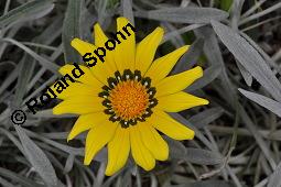 Gazanie, Gazania linearis, Gazania longiscapa, Gazania linearis, Gazania longiscapa, Gazanie, Asteraceae, Blhend Kauf von 07244_gazania_linearis_dsc_0853.jpg