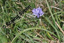 Frühlings-Blaustern, Frühlings-Scilla, Scilla verna, Scilla verna, Frühlings-Blaustern, Frühlings-Scilla, Hyacinthaceae, Blühend, in Irland Kauf von 07245_scilla_verna_dsc_0916.jpg