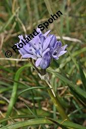 Frühlings-Blaustern, Frühlings-Scilla, Scilla verna, Scilla verna, Frühlings-Blaustern, Frühlings-Scilla, Hyacinthaceae, Blühend, in Irland Kauf von 07245_scilla_verna_dsc_0917.jpg