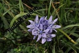 Frühlings-Blaustern, Frühlings-Scilla, Scilla verna, Scilla verna, Frühlings-Blaustern, Frühlings-Scilla, Hyacinthaceae, Blühend, in Irland Kauf von 07245_scilla_verna_dsc_0918.jpg