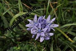 Frhlings-Blaustern, Frhlings-Scilla, Scilla verna, Scilla verna, Frhlings-Blaustern, Frhlings-Scilla, Hyacinthaceae, Blhend, in Irland Kauf von 07245_scilla_verna_dsc_0918.jpg