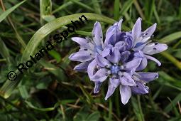 Frühlings-Blaustern, Frühlings-Scilla, Scilla verna, Scilla verna, Frühlings-Blaustern, Frühlings-Scilla, Hyacinthaceae, Blühend, in Irland Kauf von 07245_scilla_verna_dsc_0919.jpg