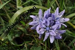 Frhlings-Blaustern, Frhlings-Scilla, Scilla verna, Scilla verna, Frhlings-Blaustern, Frhlings-Scilla, Hyacinthaceae, Blhend, in Irland Kauf von 07245_scilla_verna_dsc_0919.jpg