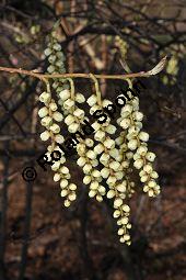 Chinesischer Perlschweif, Stachyurus chinensis, Stachyuraceae, Stachyurus chinensis, Chinesischer Perlschweif, Blühend Kauf von 07246_stachyurus_chinensis_dsc_2076.jpg