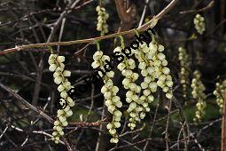 Chinesischer Perlschweif, Stachyurus chinensis, Stachyuraceae, Stachyurus chinensis, Chinesischer Perlschweif, Blhend Kauf von 07246_stachyurus_chinensis_dsc_2077.jpg