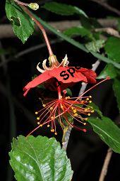 Hibiscus grandidieri var. greveanus, Malvaceae, Hibiscus grandidieri var. greveanus, Hibiskus, Blhend Kauf von 07249_hibiscus_grandidieri_greveanus_dsc_2092.jpg