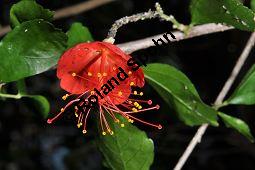 Hibiscus grandidieri var. greveanus, Malvaceae, Hibiscus grandidieri var. greveanus, Hibiskus, Blhend Kauf von 07249_hibiscus_grandidieri_greveanus_dsc_2093.jpg