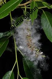 Mandel-Weide, Salix triandra ssp. discolor, Salix amygdalina, Salix triandra var. discolor, Salix triandra var. glaucophylla, Salix triandra ssp. discolor, Salix amygdalina, Salix triandra var. discolor, Salix triandra var. glaucophylla, Mandel-Weide, Salicaceae, fruchtend Kauf von 07289_salix_triandra_discolor_dsc_1088.jpg